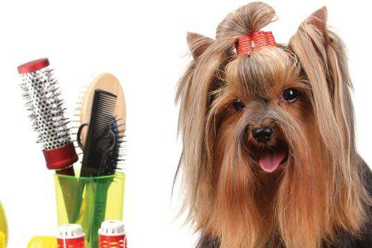 Pet Grooming Washing - Pet Friendly