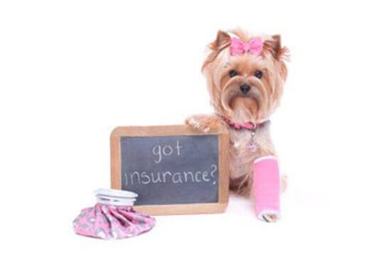 Pet Insurance - Pet Friendly